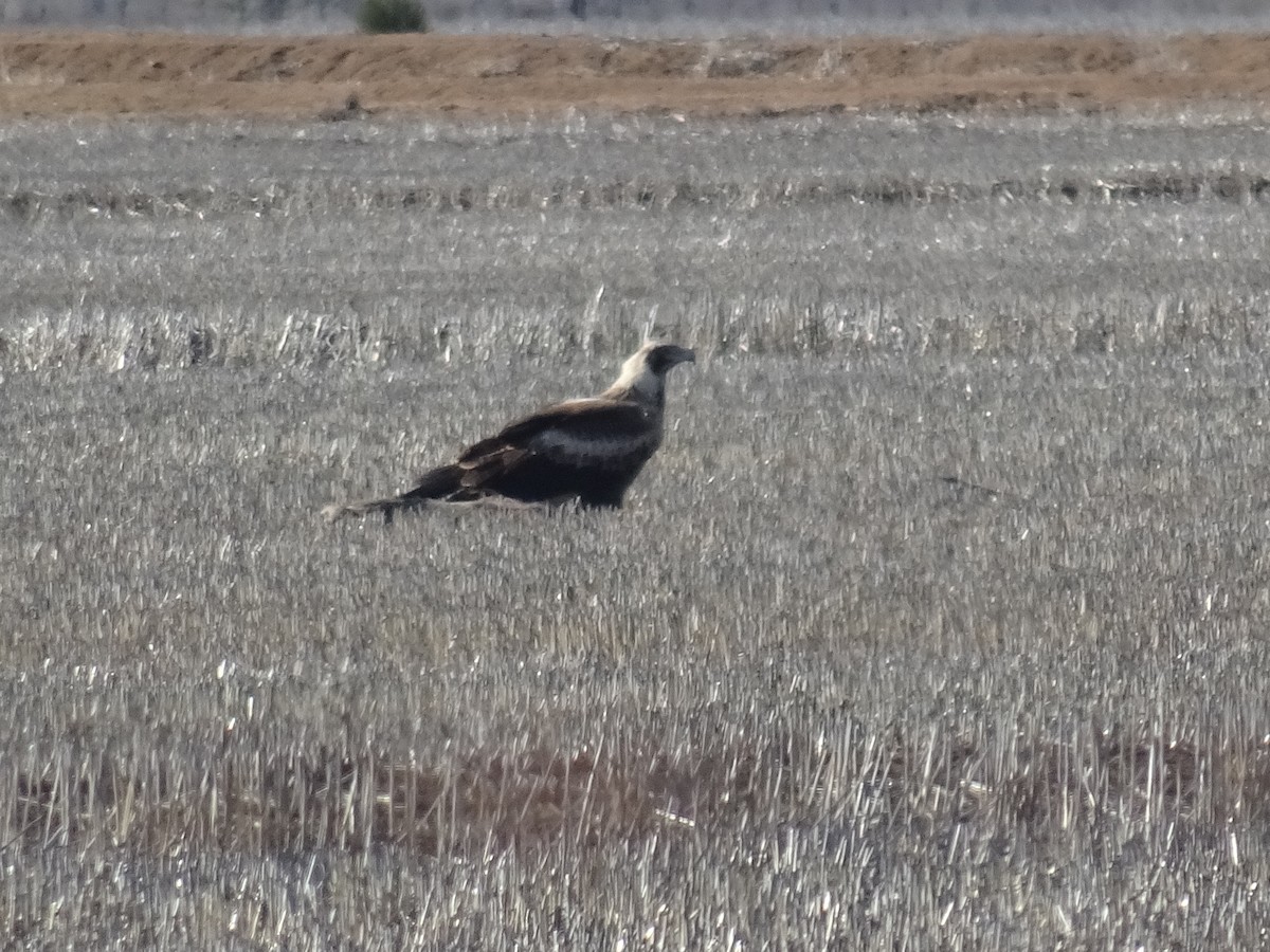 Wedge-tailed Eagle - ML638267401