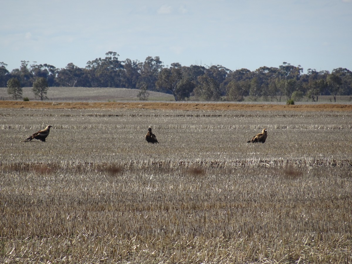 Wedge-tailed Eagle - ML638267402