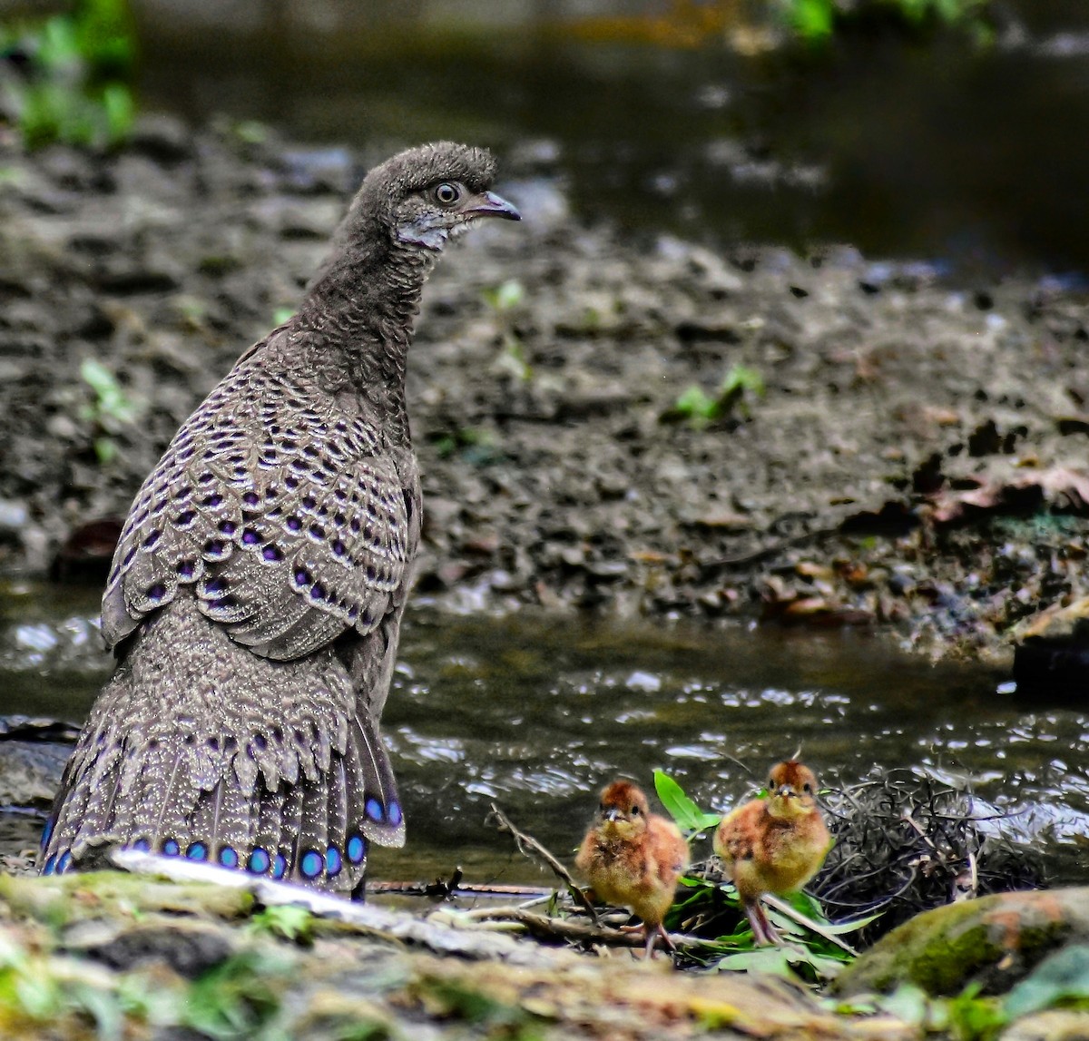 Gray Peacock-Pheasant - ML638267407
