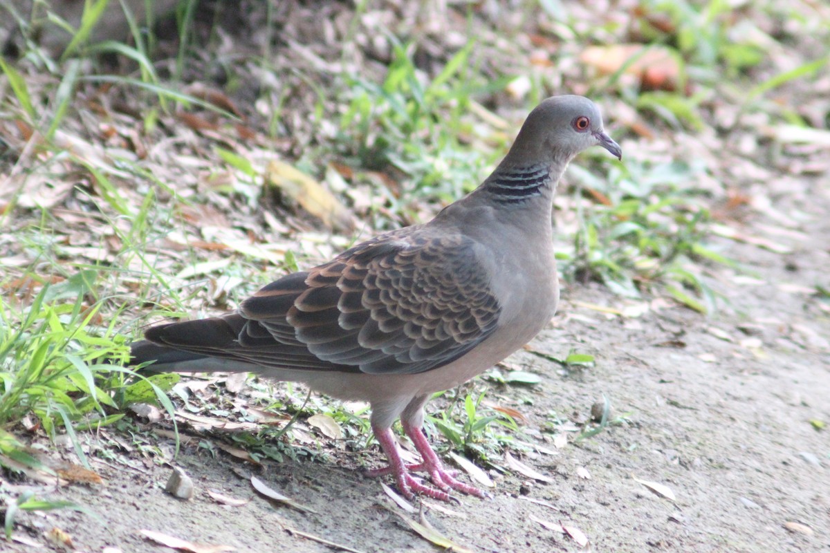 Oriental Turtle-Dove - ML638267411