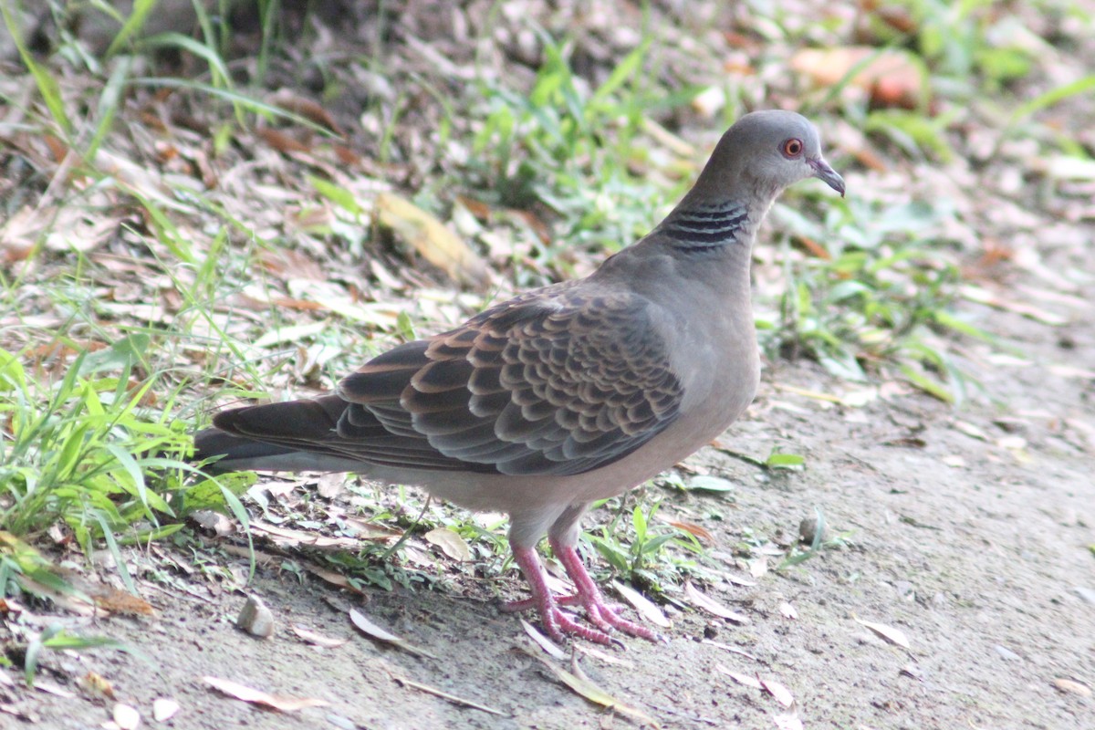 Oriental Turtle-Dove - ML638267412