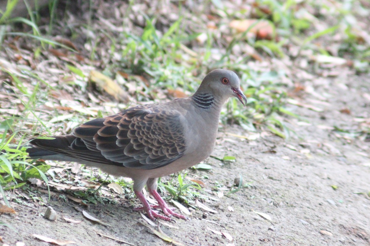 Oriental Turtle-Dove - ML638267413