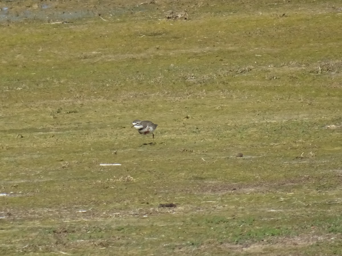 Double-banded Plover - ML638267435