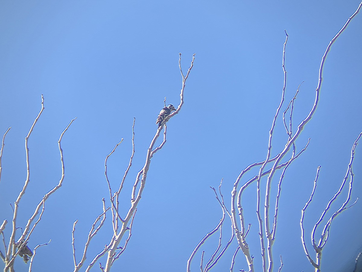 Lesser Spotted Woodpecker - ML638267436