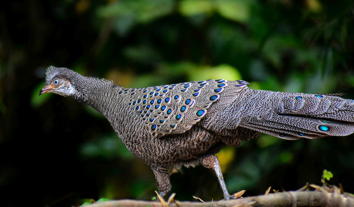 Gray Peacock-Pheasant - ML638267441