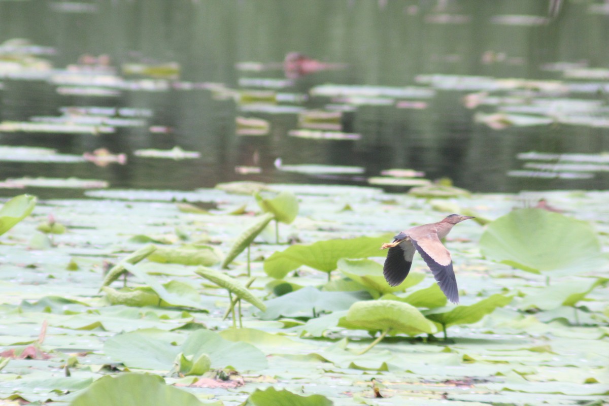Yellow Bittern - ML638267443