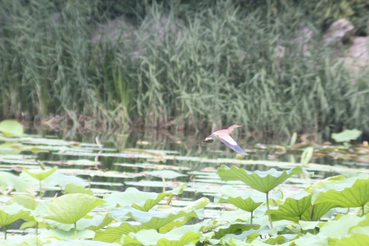 Yellow Bittern - ML638267446