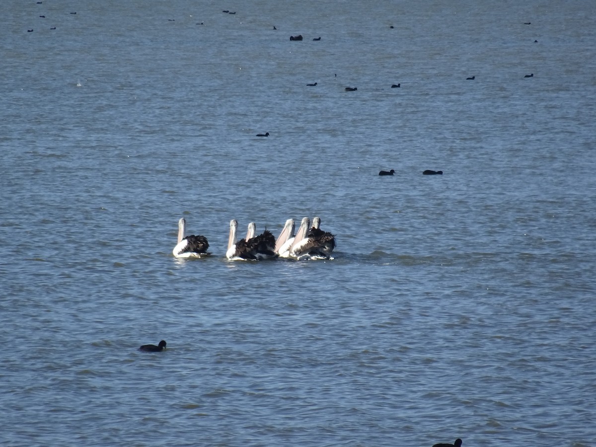 Australian Pelican - ML638267447