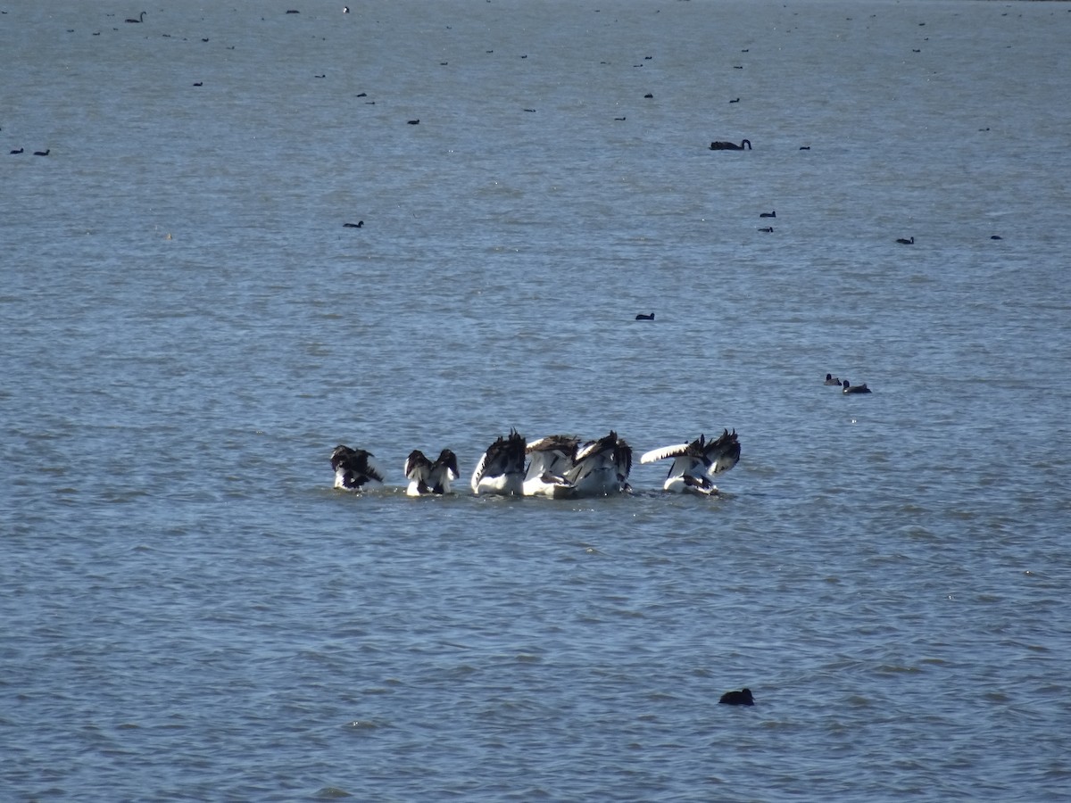 Australian Pelican - ML638267448