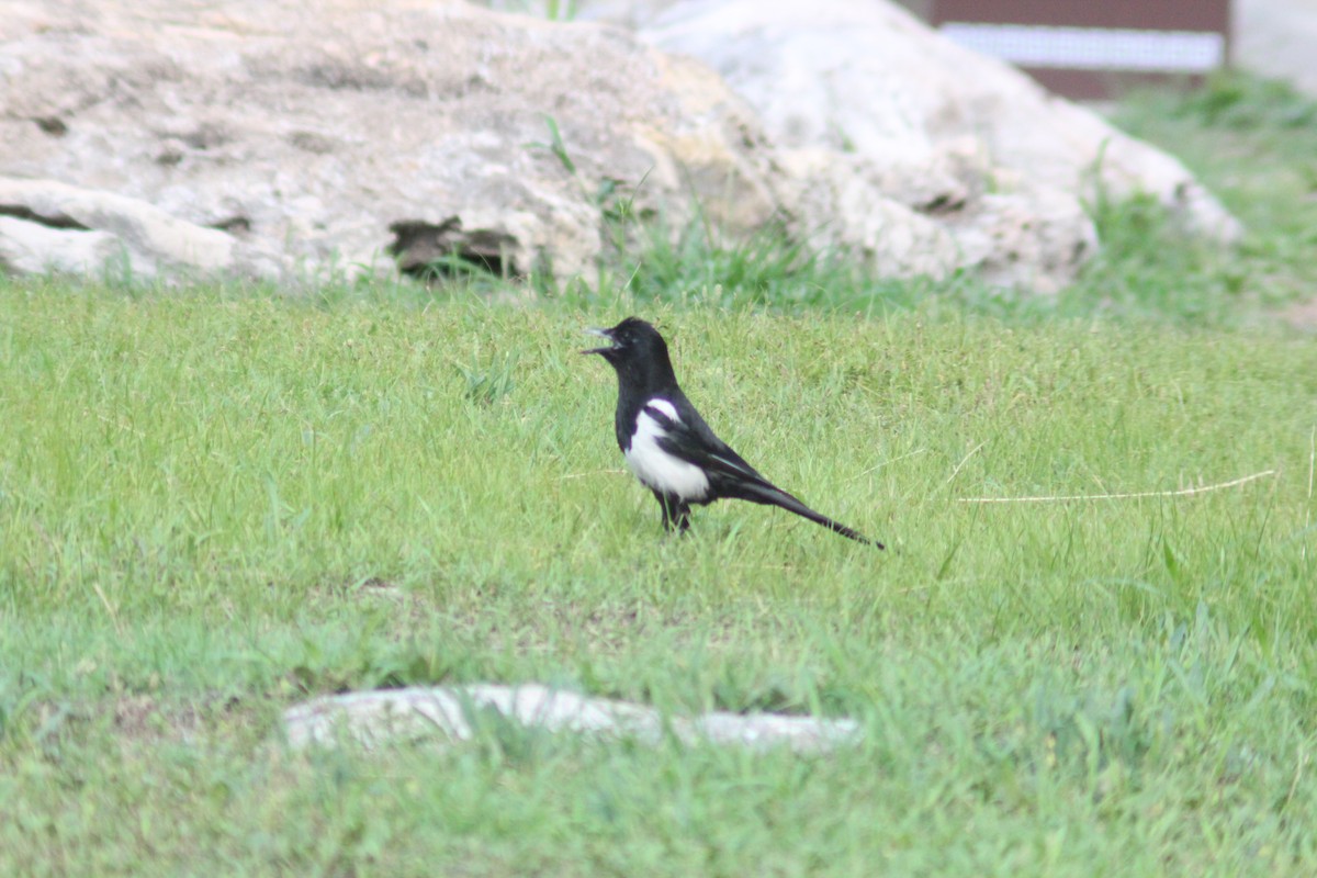 Oriental Magpie - ML638267469