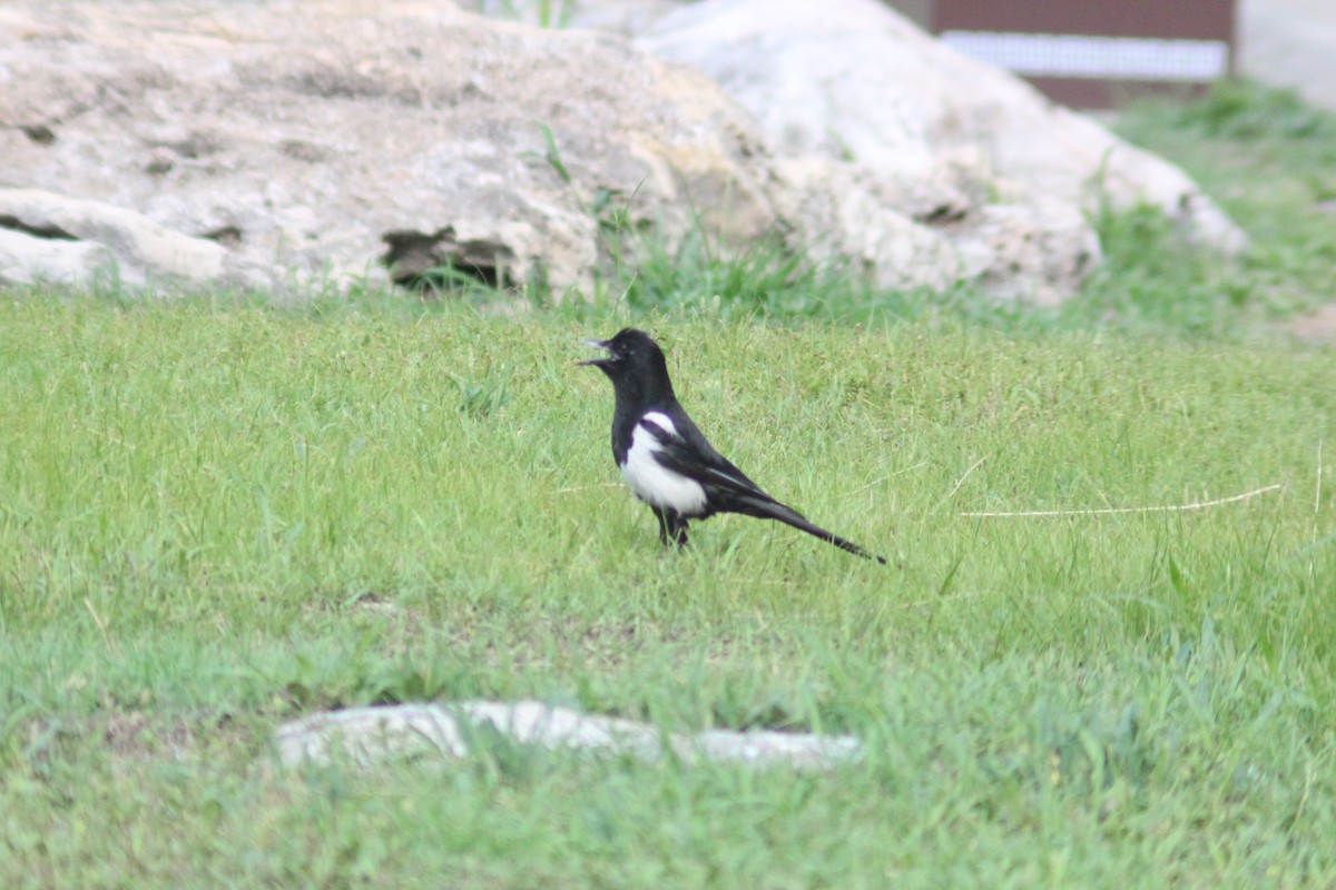Oriental Magpie - ML638267470