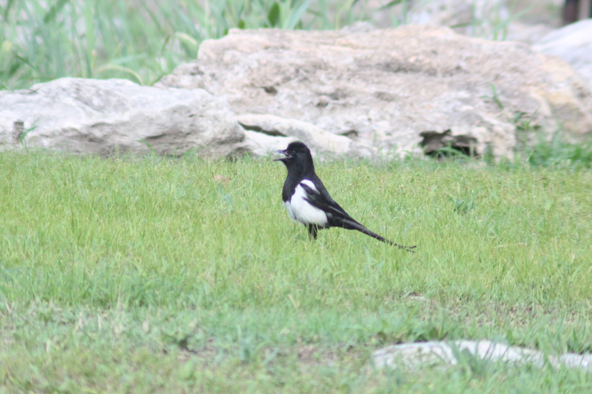 Oriental Magpie - ML638267471