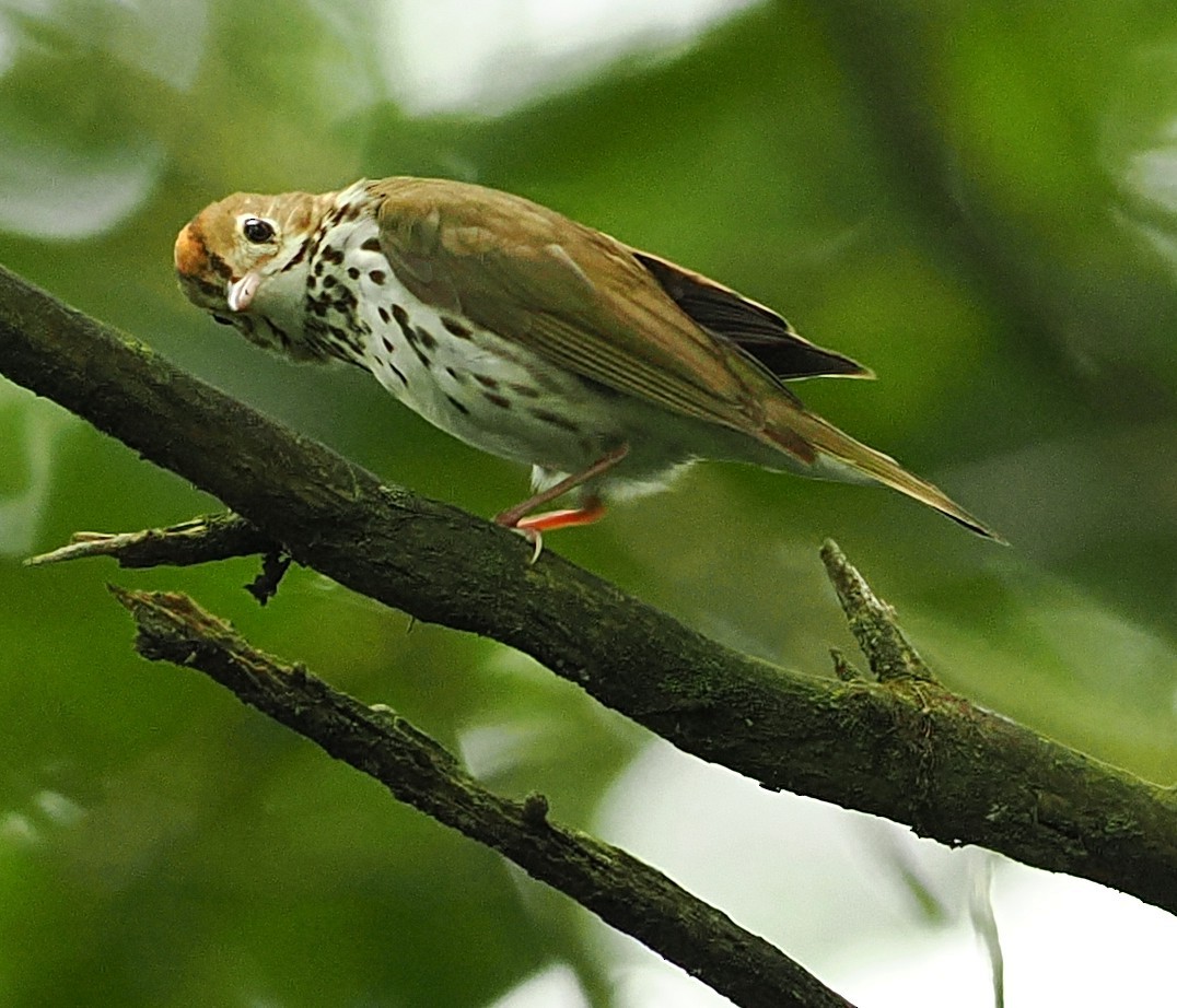 Ovenbird - ML638267479