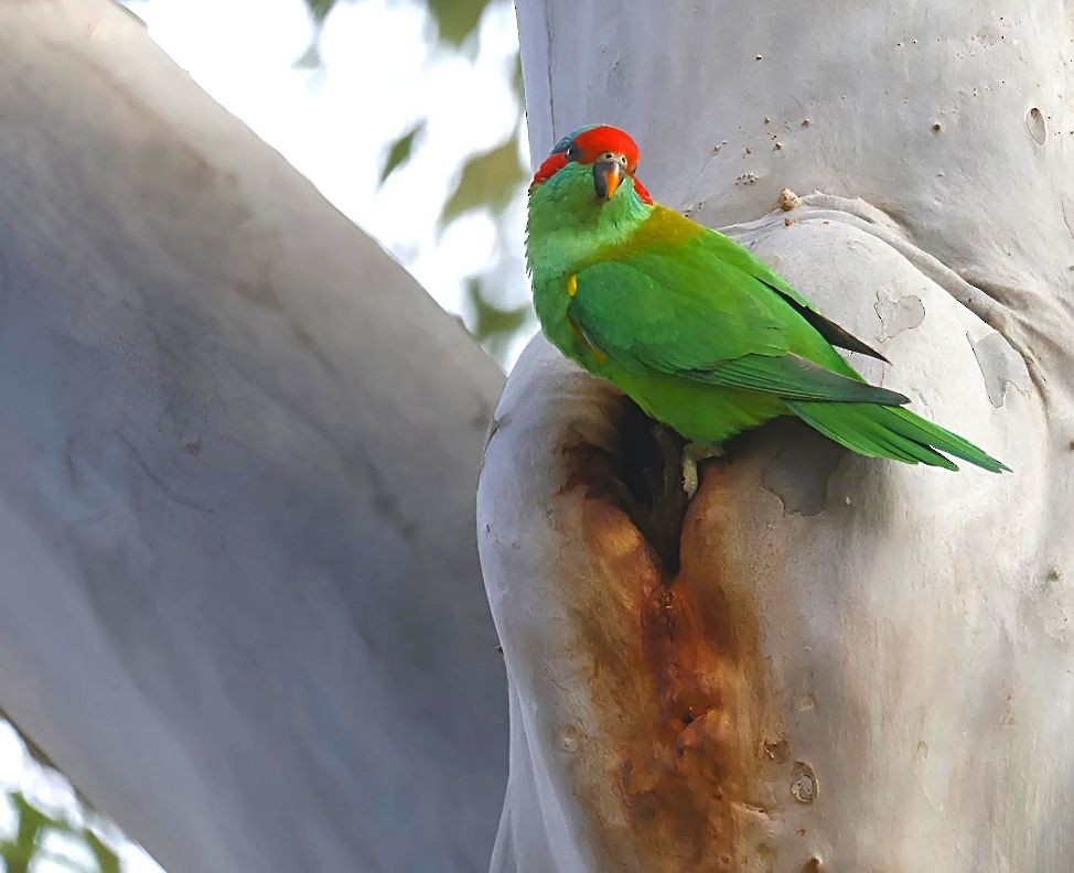 Musk Lorikeet - ML638267482