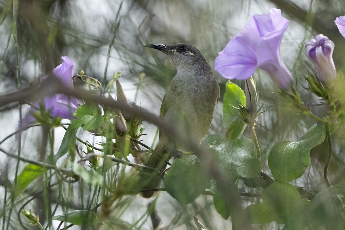 Brown Honeyeater - ML638267486