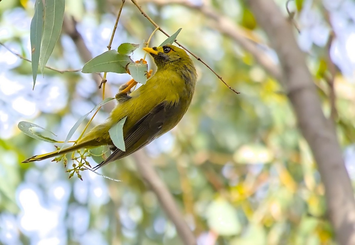 Bell Miner - ML638267494