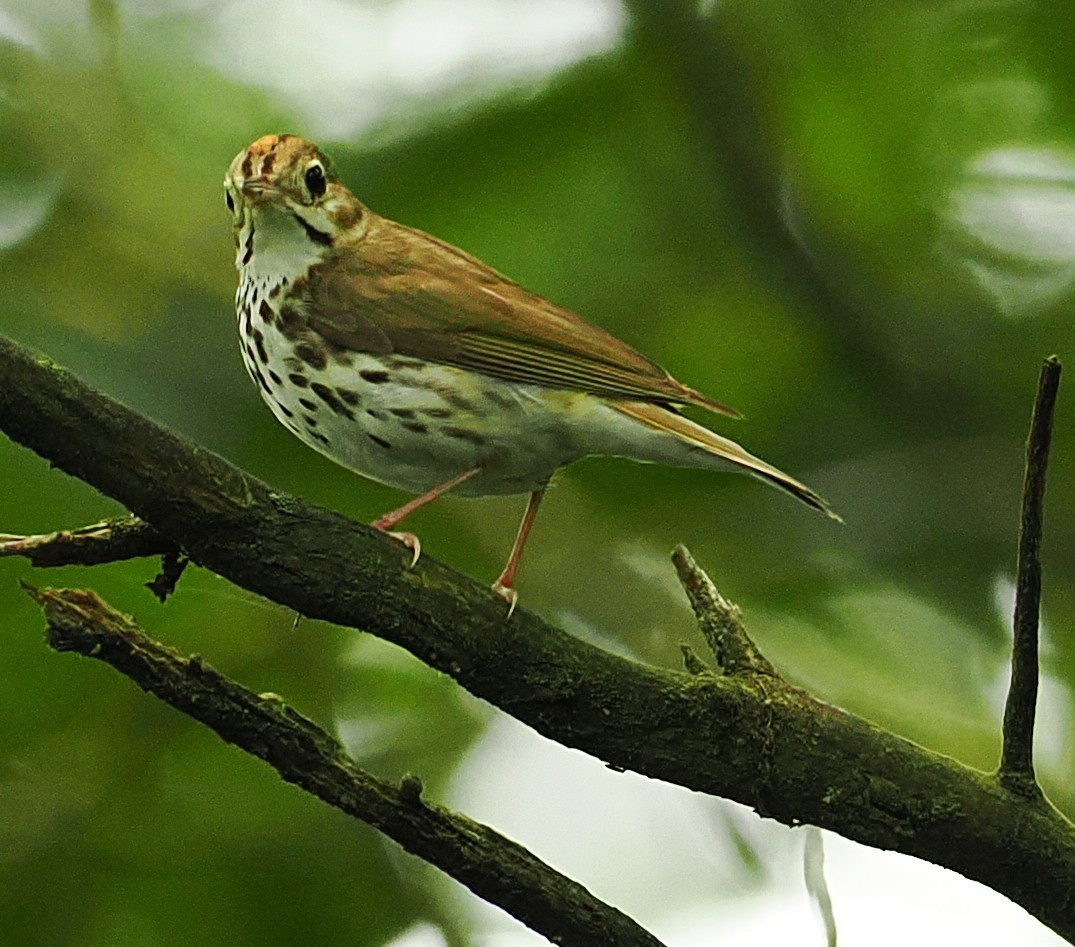 Ovenbird - ML638267495
