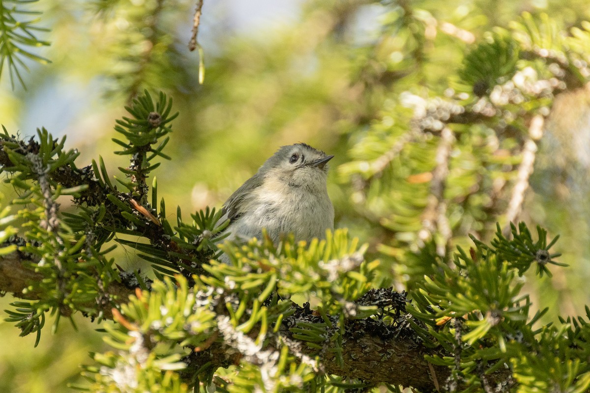 Goldcrest - ML638267508