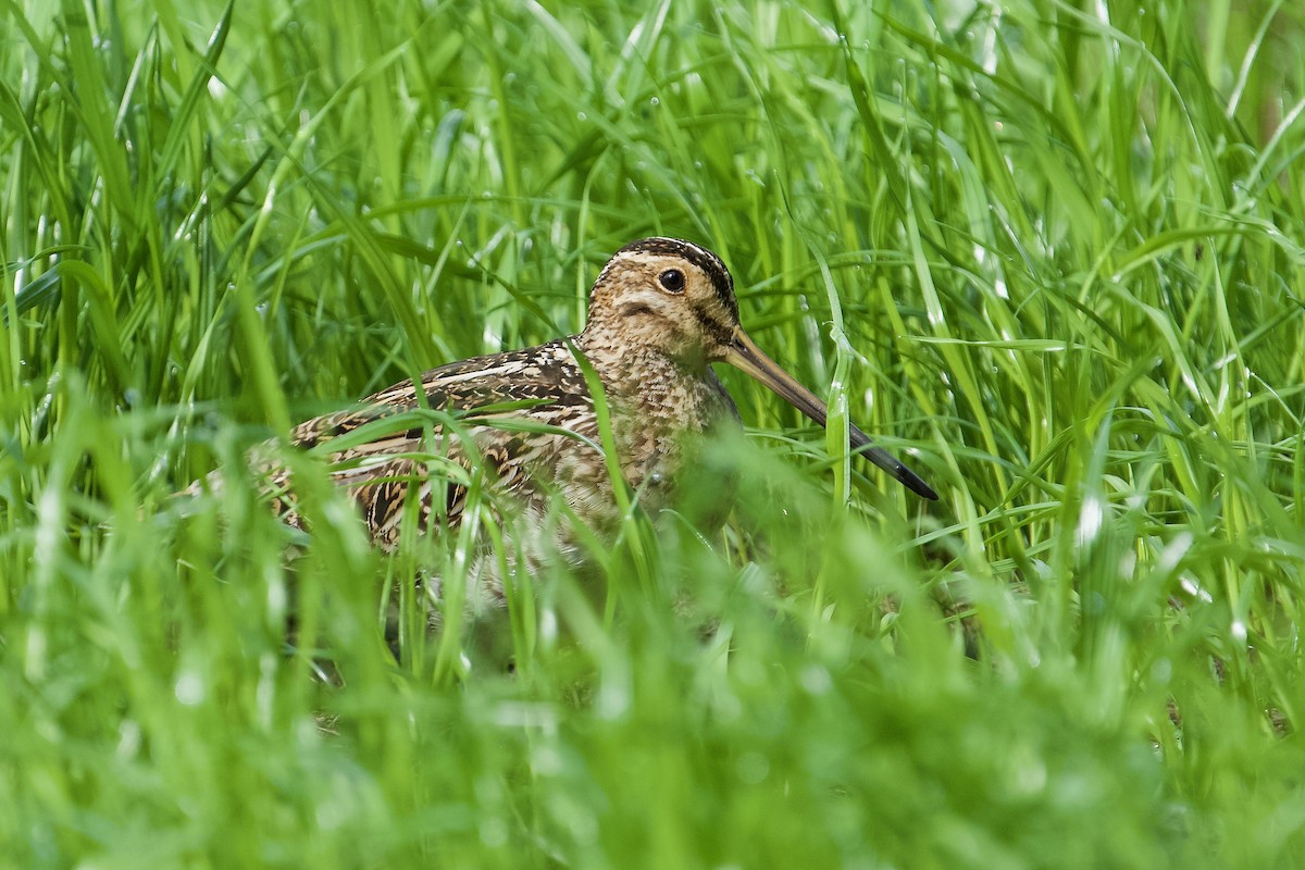 Common Snipe - ML638267509