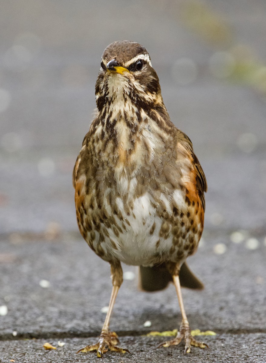 Redwing - ML638267523