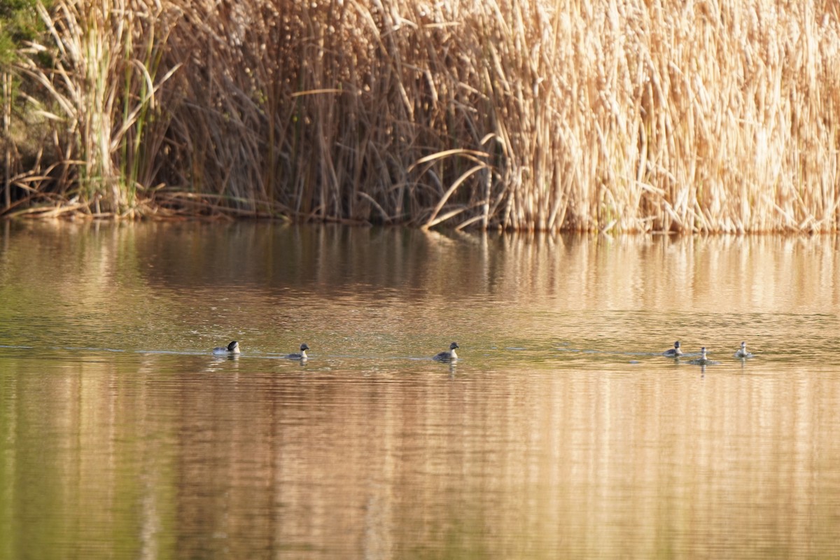 Hoary-headed Grebe - ML638267532