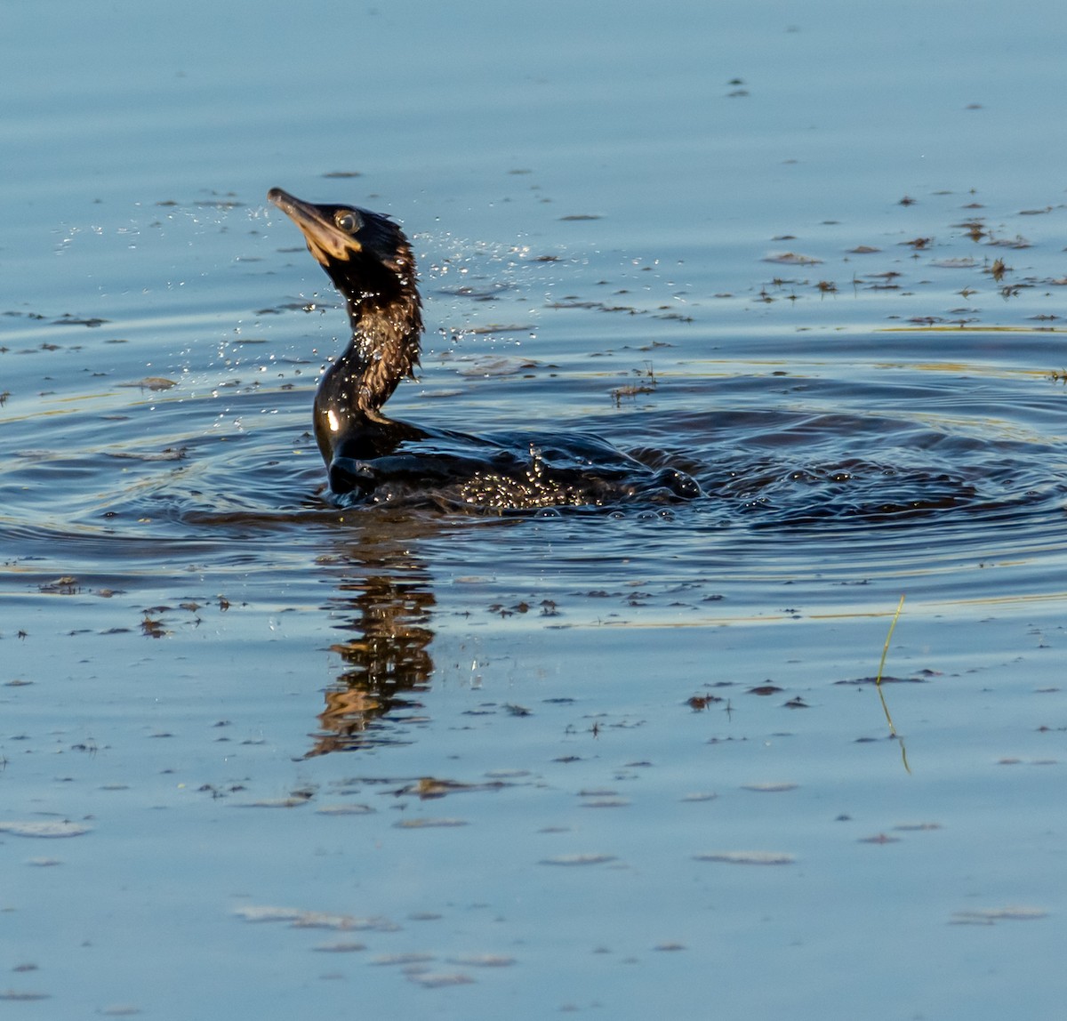Pygmy Cormorant - ML638267543