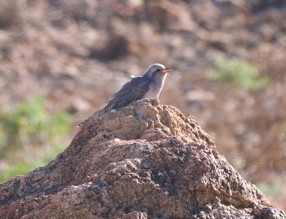 Pallid Cuckoo - ML638267546