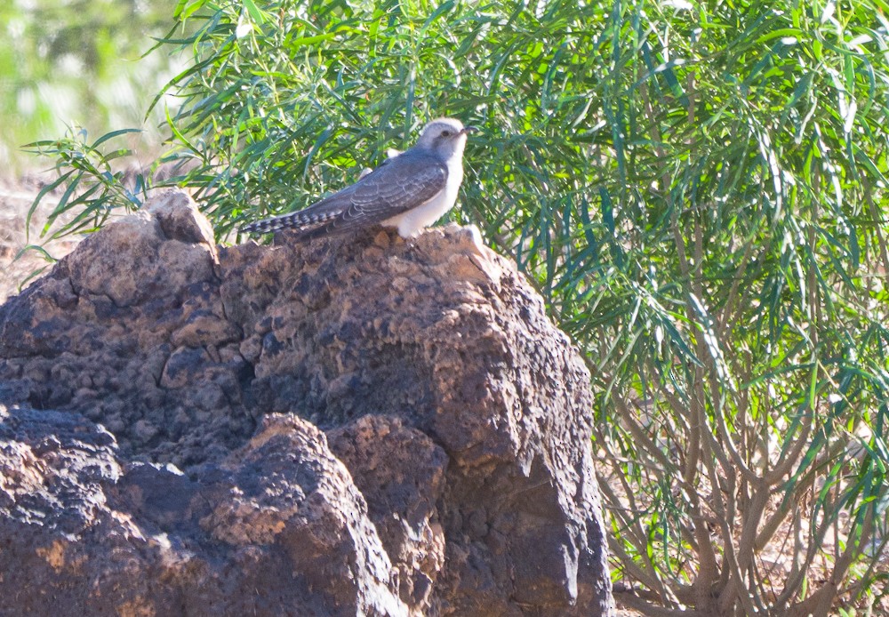 Pallid Cuckoo - ML638267547