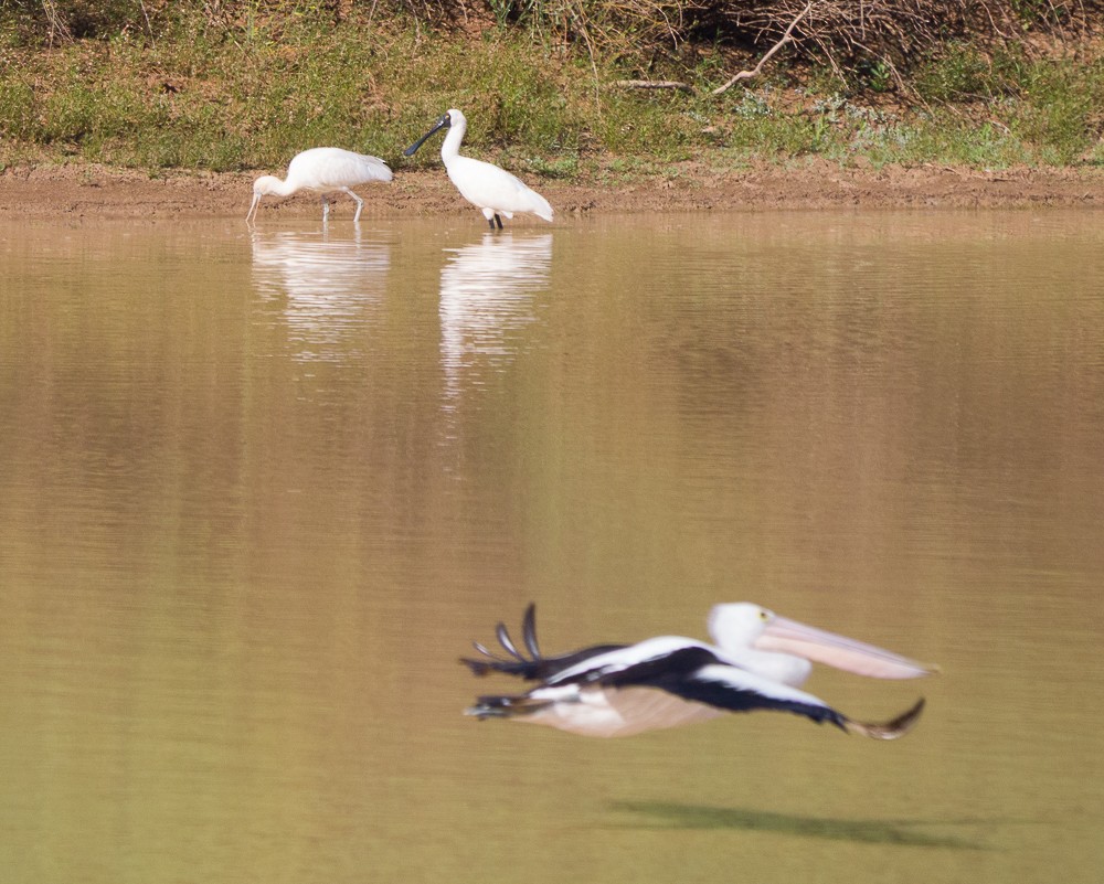 Royal Spoonbill - ML638267551