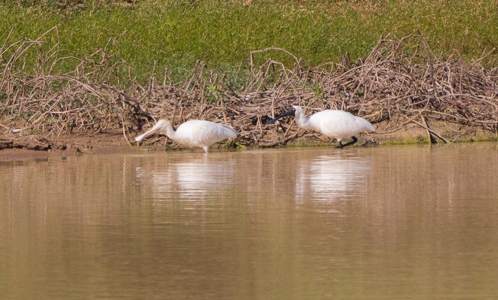 Royal Spoonbill - ML638267552