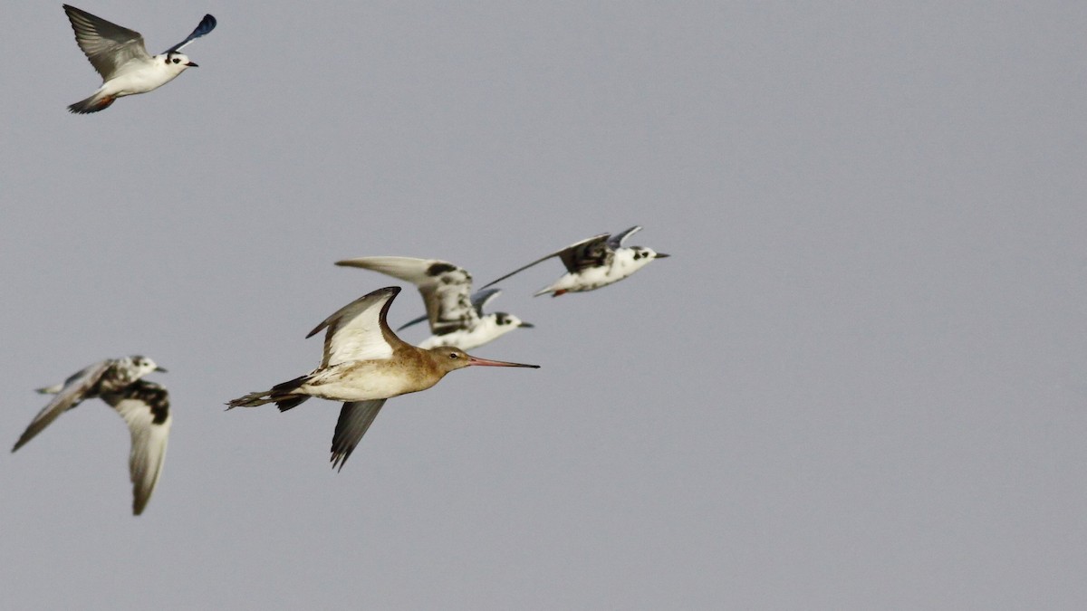 Black-tailed Godwit - ML638267558
