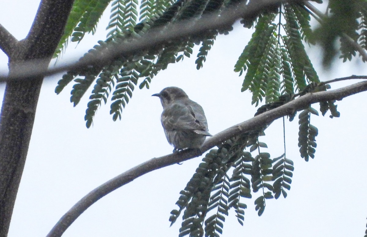 Horsfield's Bronze-Cuckoo - ML638267560