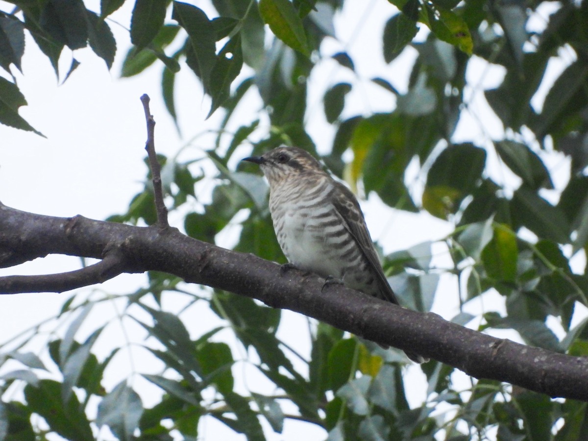 Horsfield's Bronze-Cuckoo - ML638267562