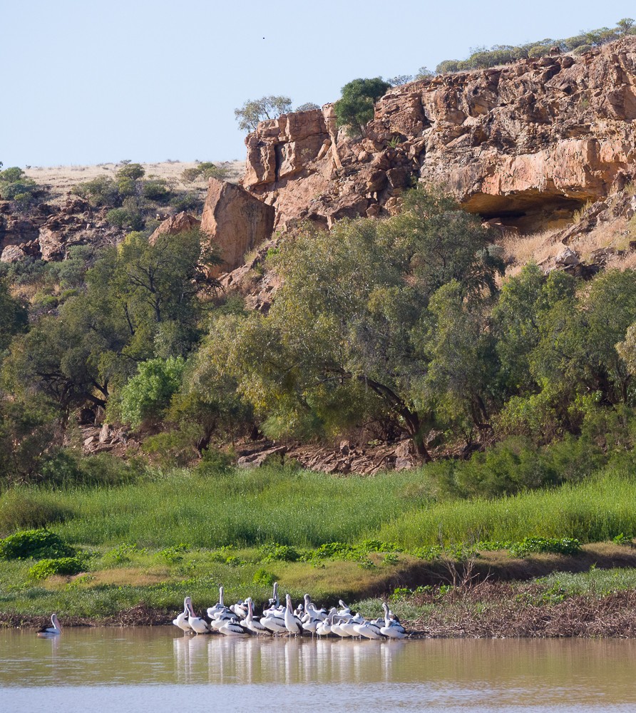 Australian Pelican - ML638267563