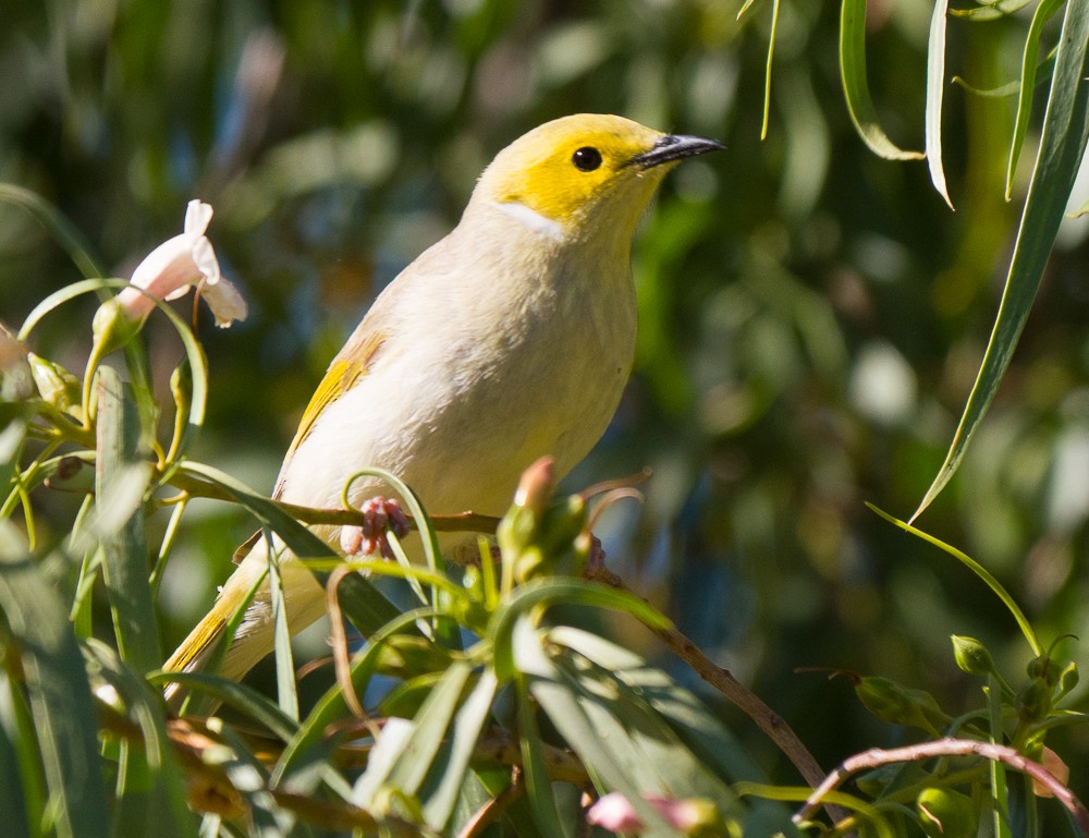 White-plumed Honeyeater - ML638267564