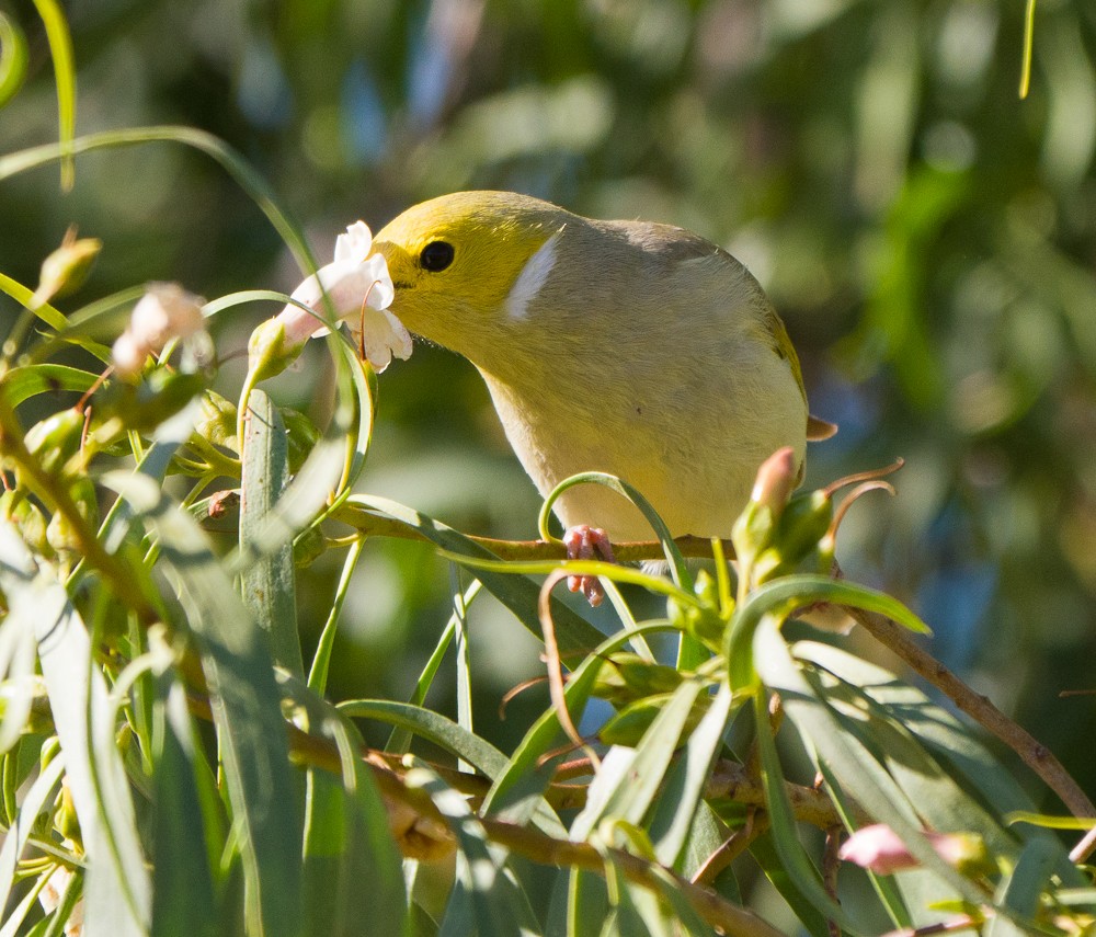 White-plumed Honeyeater - ML638267566