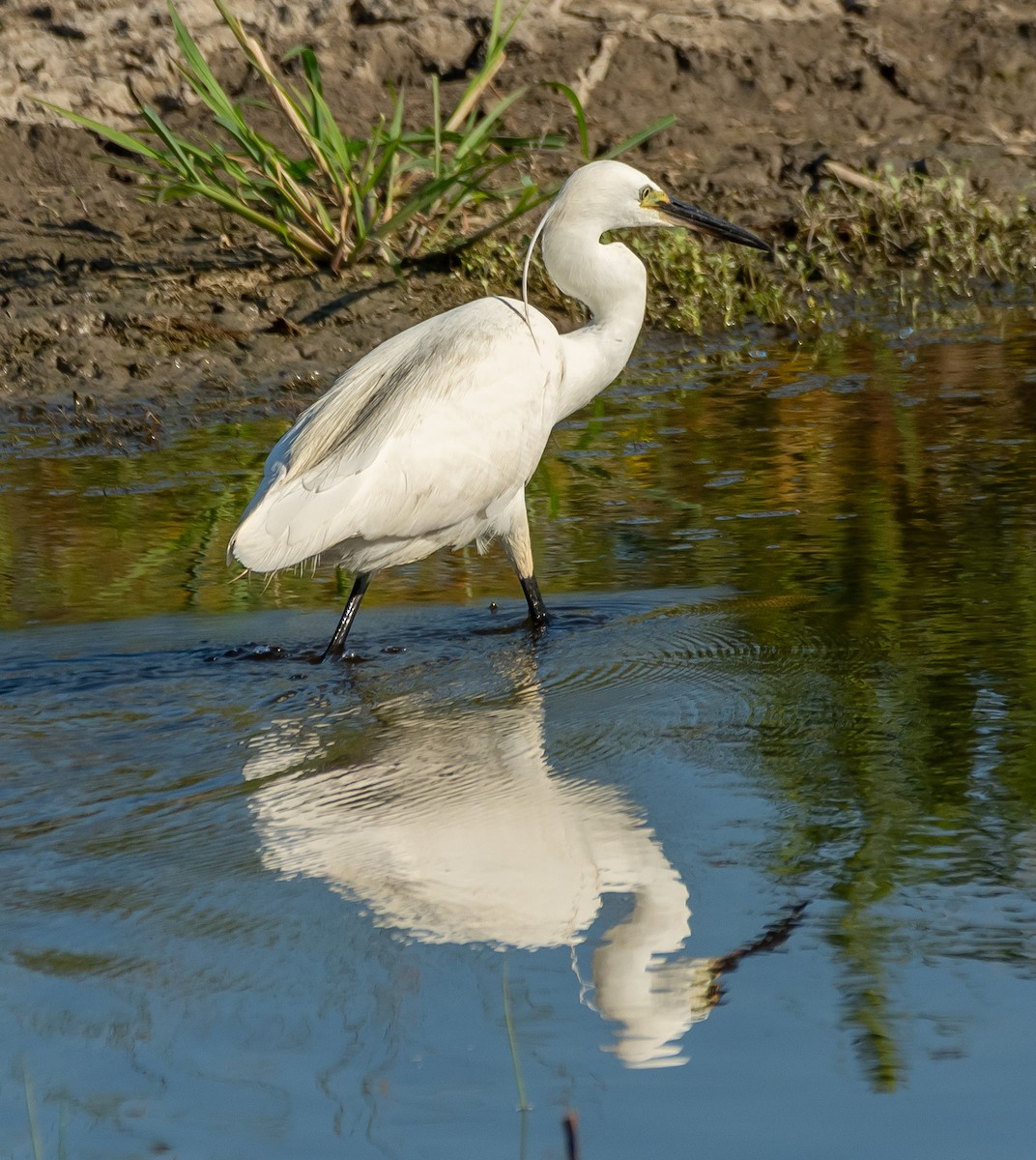 Little Egret - ML638267573