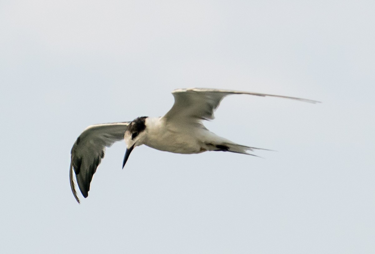 Common Tern - ML638267574