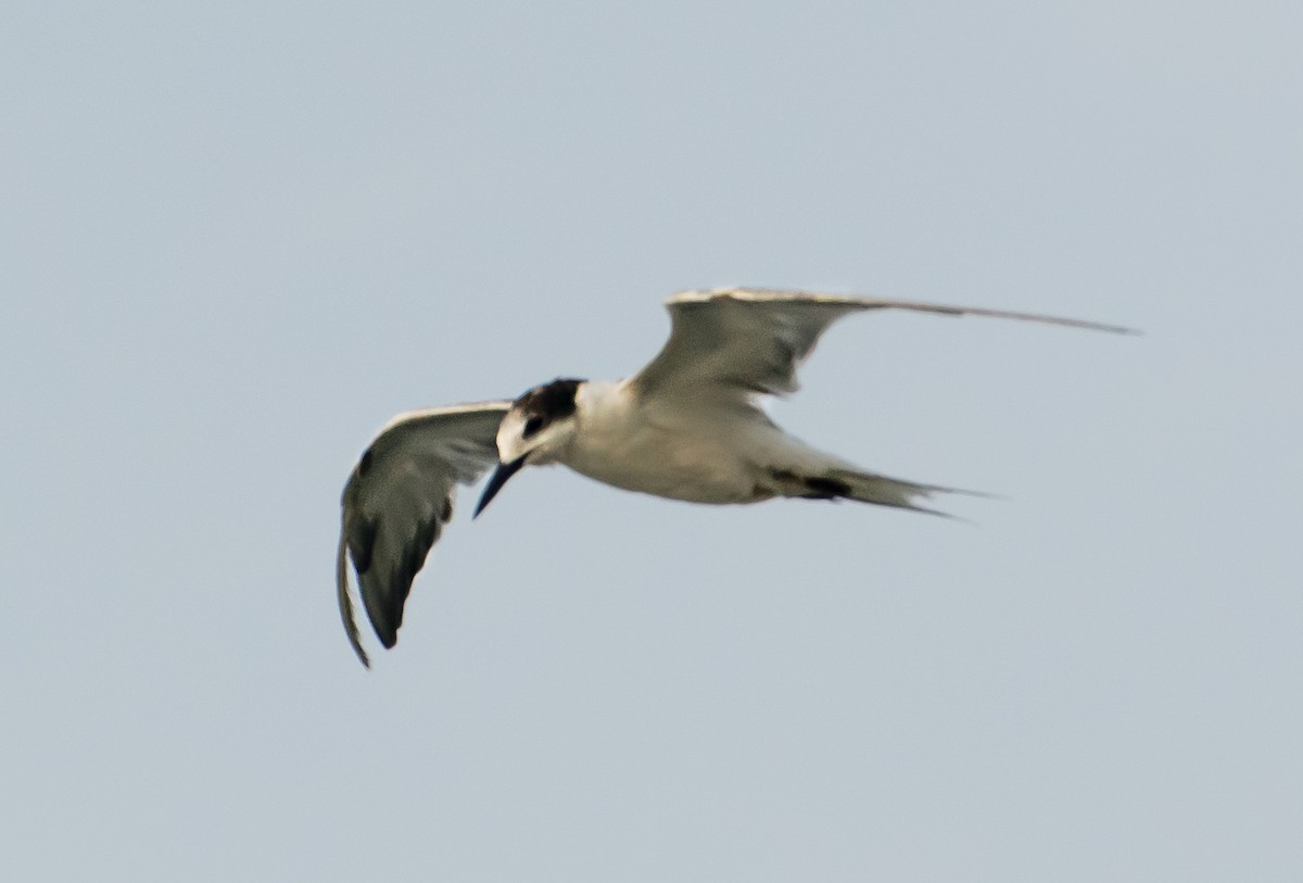 Common Tern - ML638267576