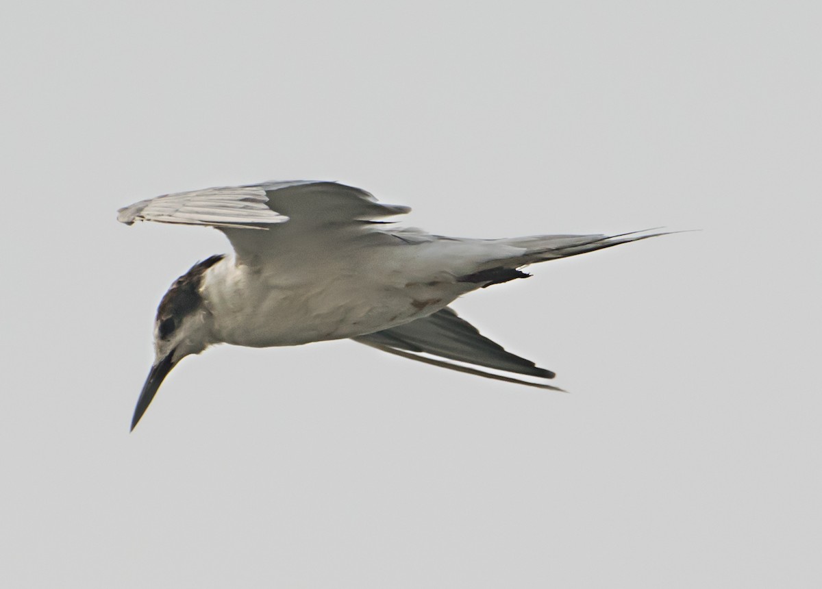 Common Tern - ML638267577