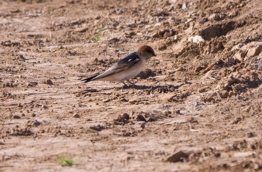 Fairy Martin - ML638267580