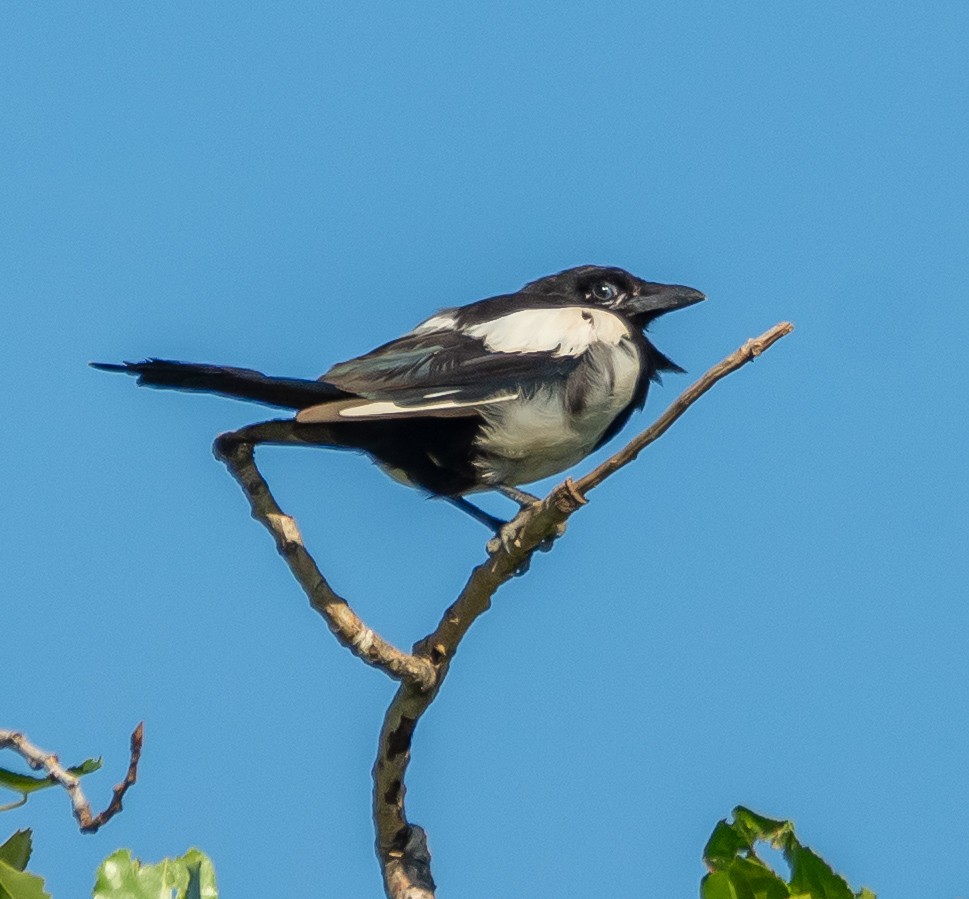 straka obecná - ML638267585