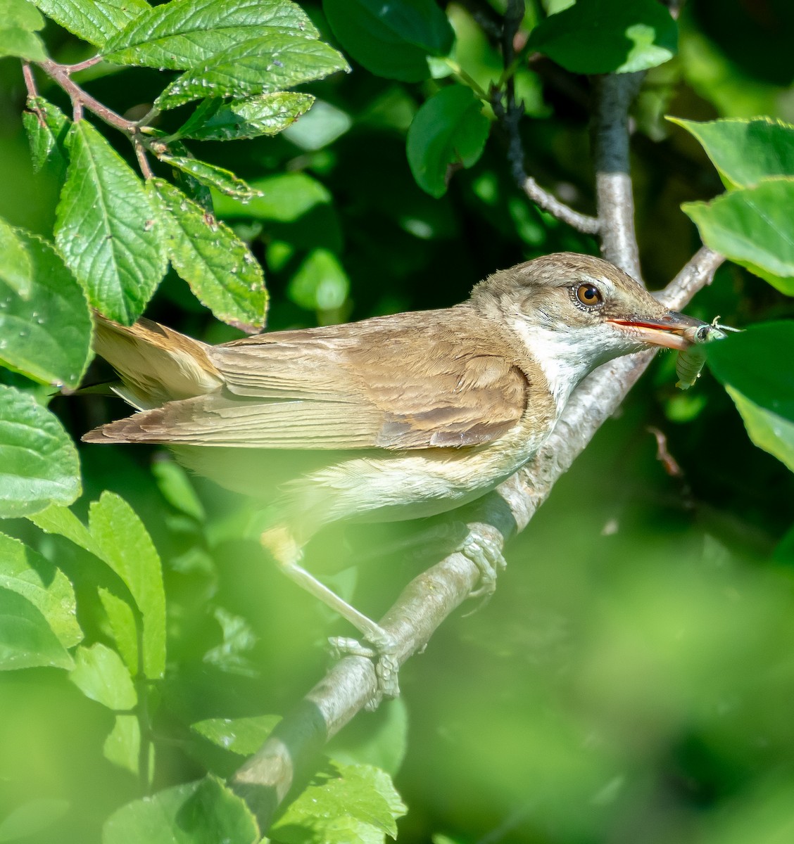Great Reed Warbler - ML638267606
