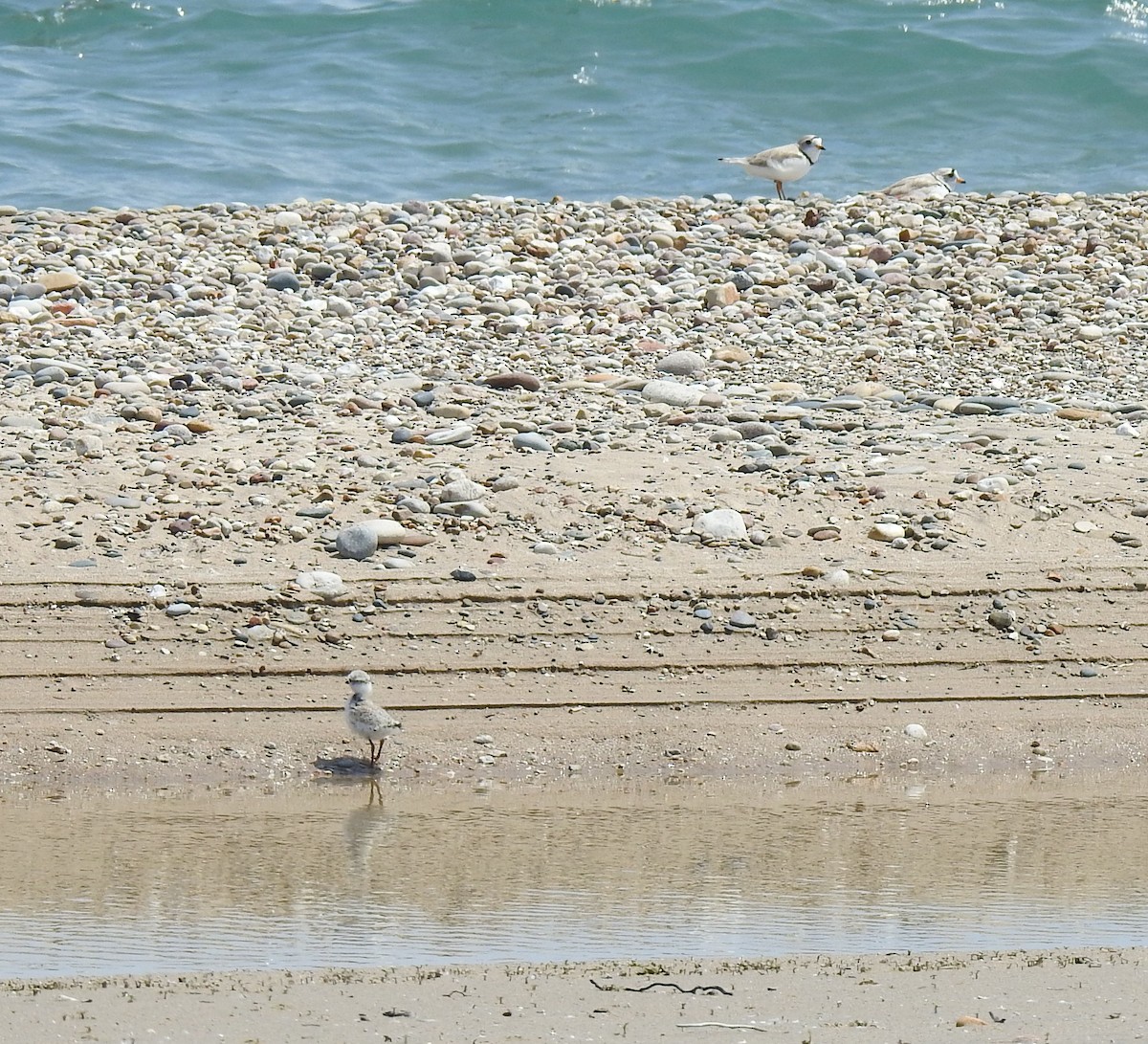 Piping Plover - ML638267610