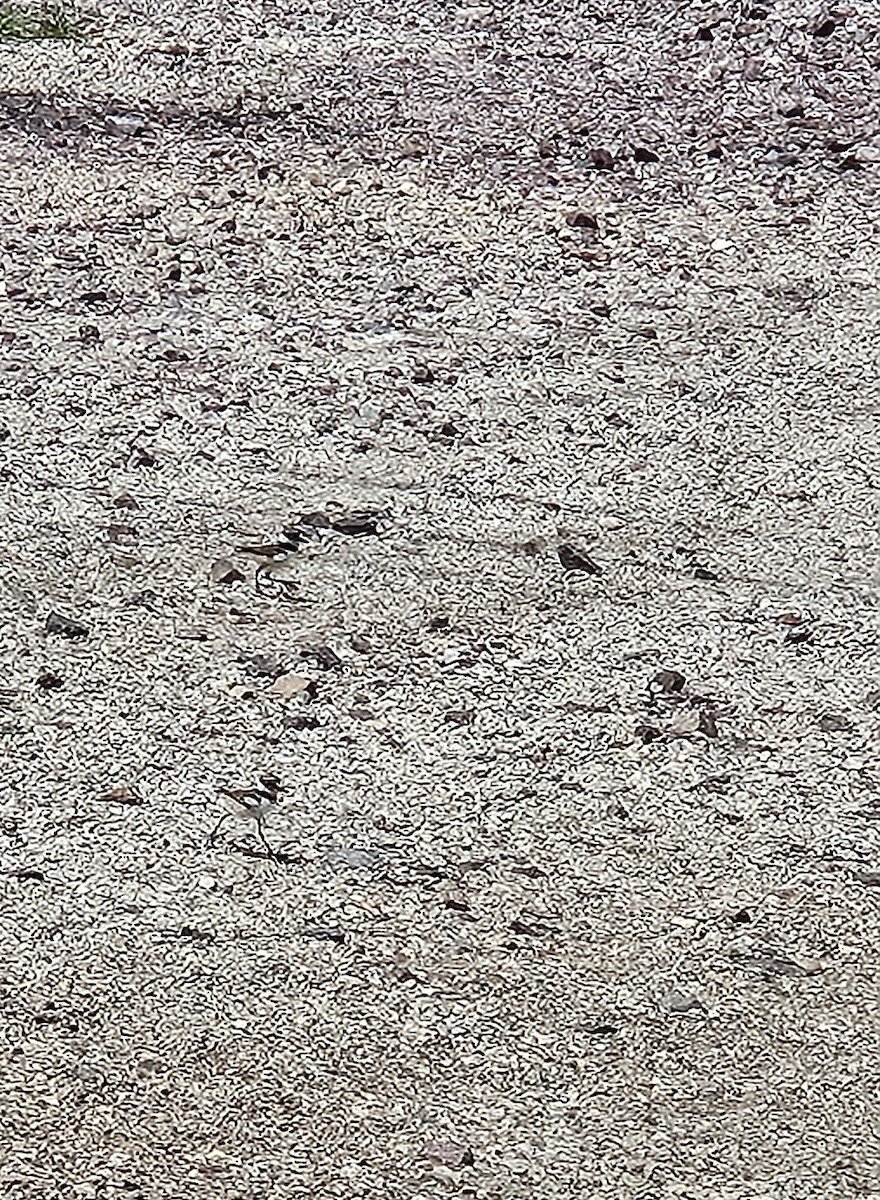 Killdeer - ML638267614