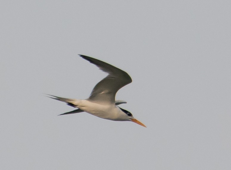 Lesser Crested Tern - ML638267617
