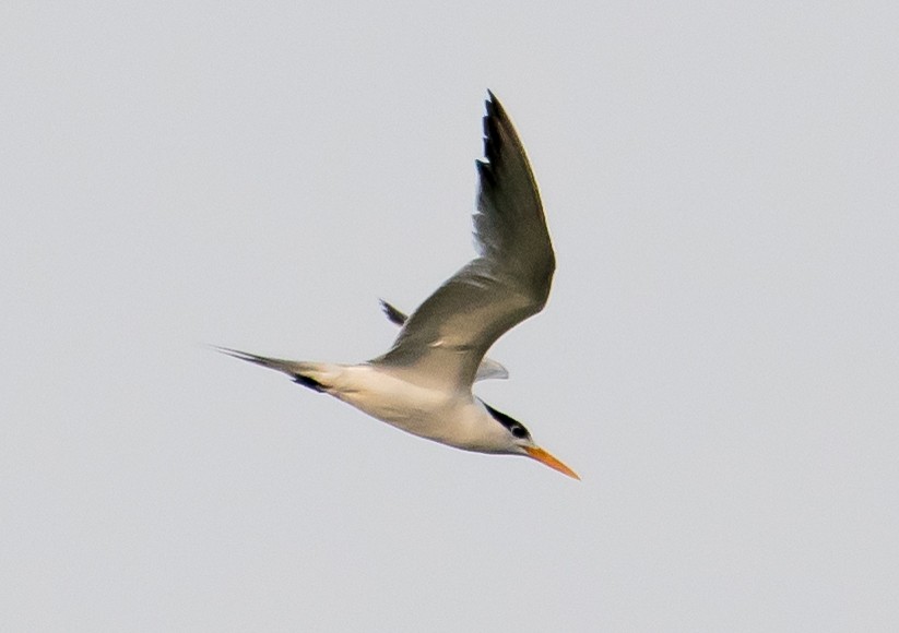 Lesser Crested Tern - ML638267618