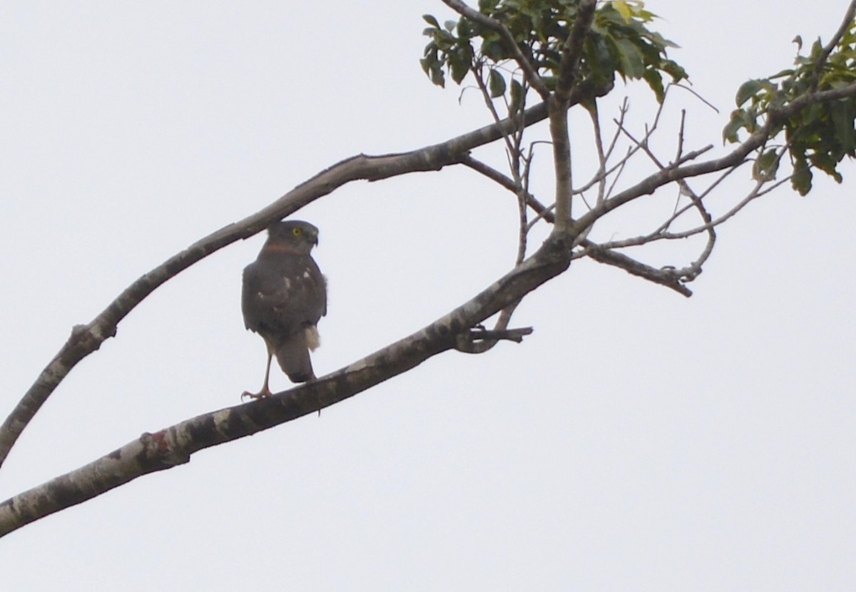 Collared Sparrowhawk - ML638267633