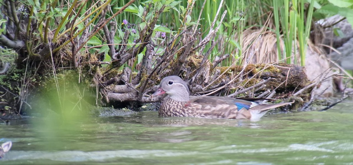 Mandarin Duck - ML638267639