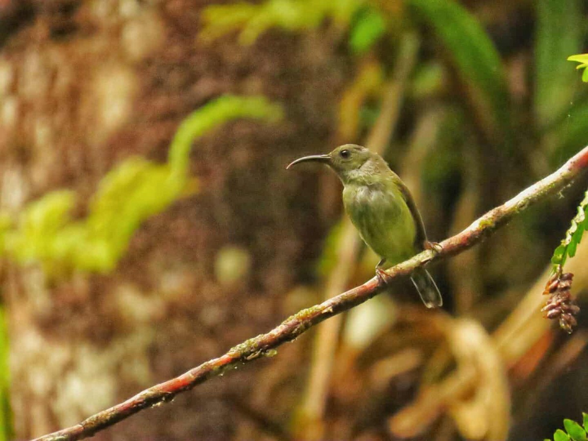 Gray-hooded Sunbird - ML638267643